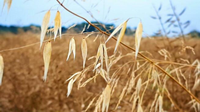 Nałęczów - działka usługowa - 67ar