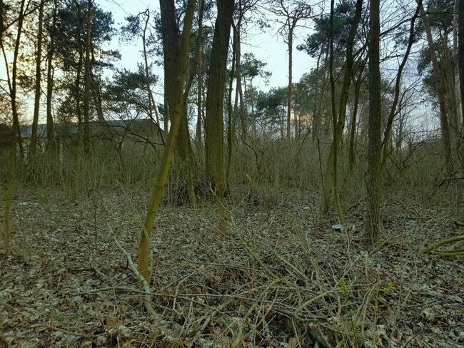 Kocianów - działka leśna - 33 ar