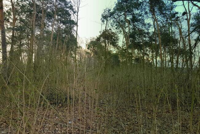 Kocianów - działka leśna - 33 ar