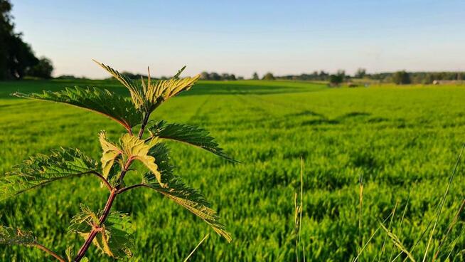Działka 30ar nieopodal Lublina - Miłocin
