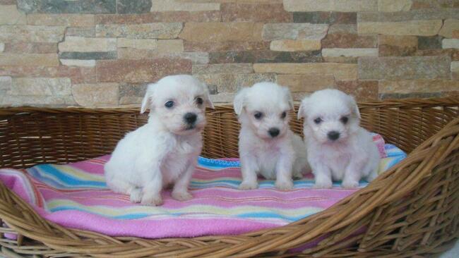 Maltanczyk szczenieta