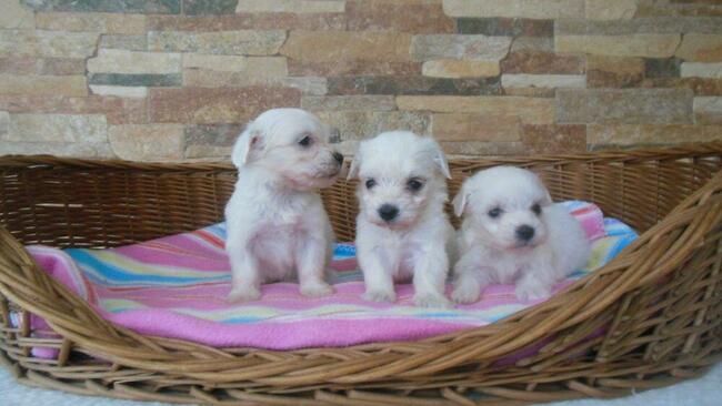 Maltanczyk szczenieta