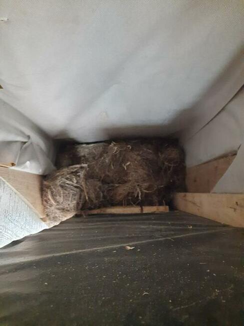 Włókno konopne do mszenia belka 30Kg