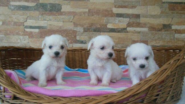 Maltanczyk szczenieta