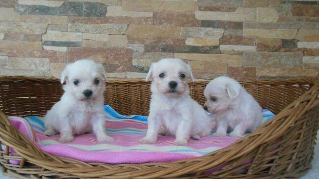 Maltanczyk szczenieta