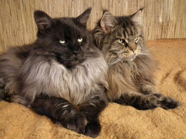 Kocięta Maine Coon