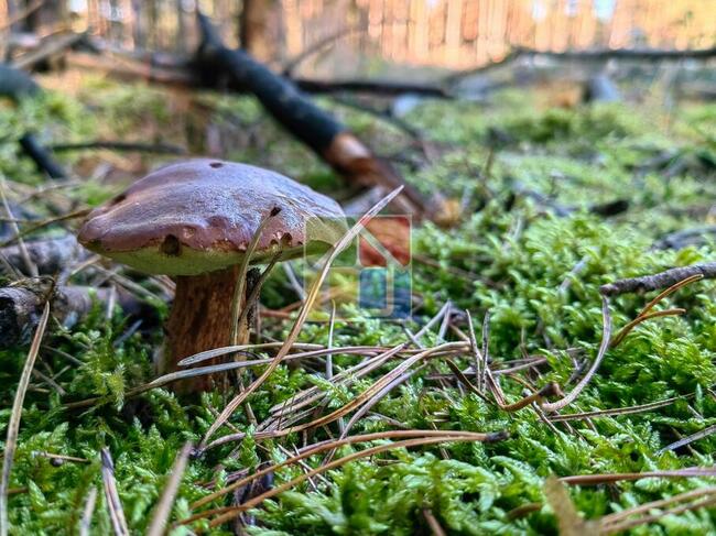 Duża działka budowlana Parku Krajobrazowym