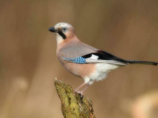 Działka budowlana z WZ pośród lasu Kieźliny k/Olsztyna