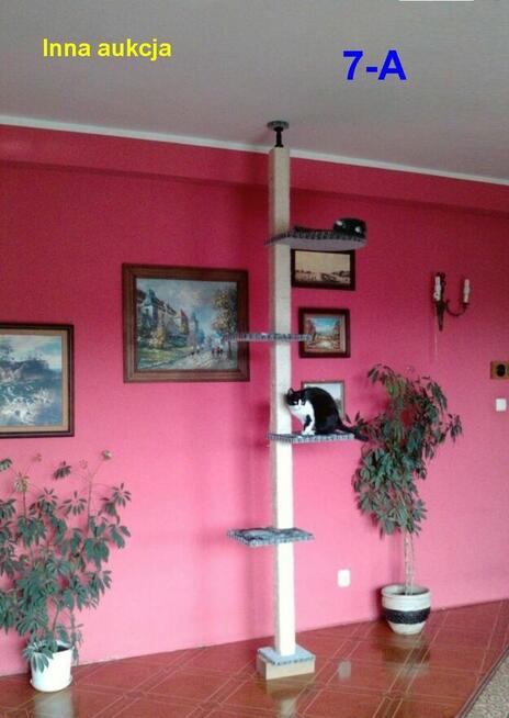 Drapak 1,6m dla dużego kota, solidne drewno Amiculus 9-Ah