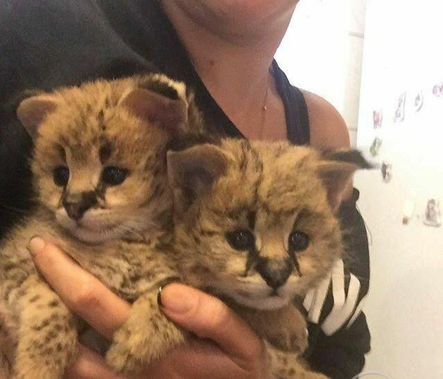 serval afrykański kocieta
