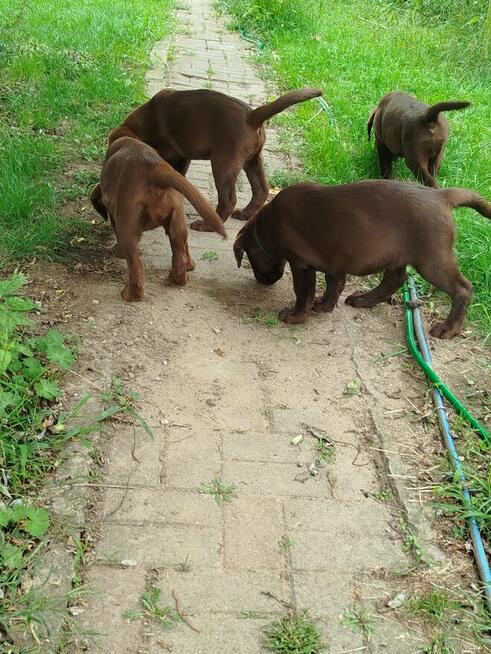 szczeniaki labrador czekoladowe rodowodowe