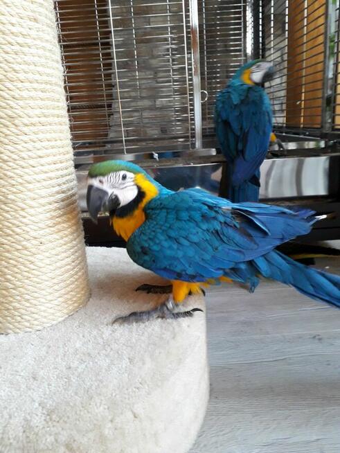 ara ararauna amazonka oratrix ręcznie karmione