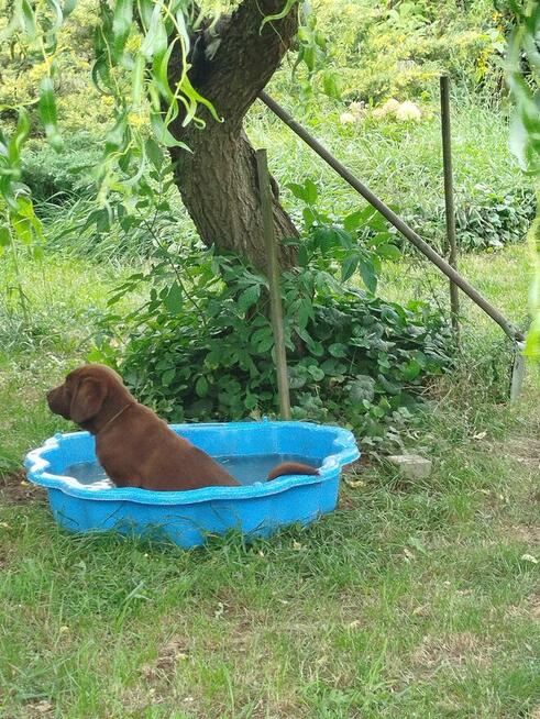 szczeniaki labrador czekoladowe rodowodowe