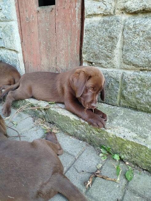 szczeniaki labrador czekoladowe rodowodowe