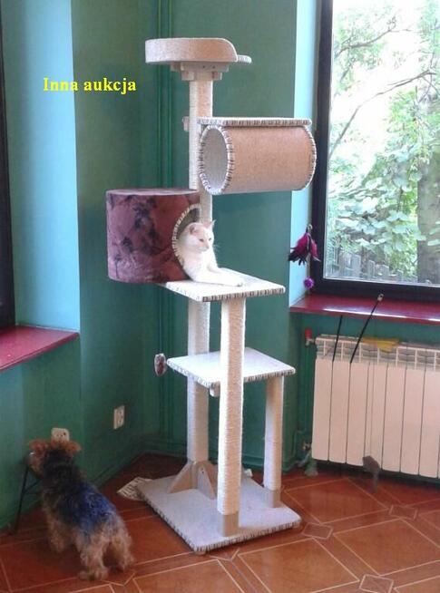 Drapak dla kota, solidne drewno Amiculus 8-DH