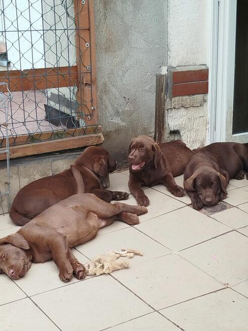 szczeniaki labrador czekoladowe rodowodowe