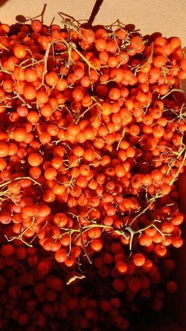 Jarzębina owoc świeży #konfitura #nalewka #syrop