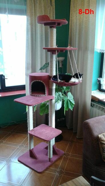 Drapak dla kota, solidne drewno Amiculus 8-DH