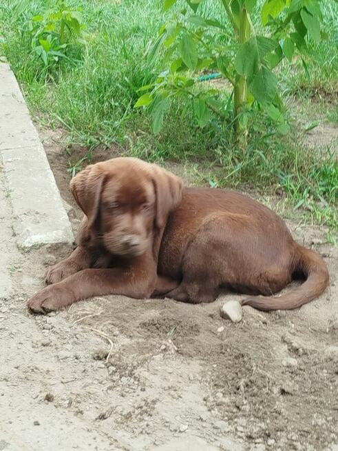 szczeniaki labrador czekoladowe rodowodowe