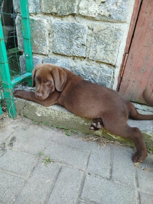 szczeniaki labrador czekoladowe rodowodowe
