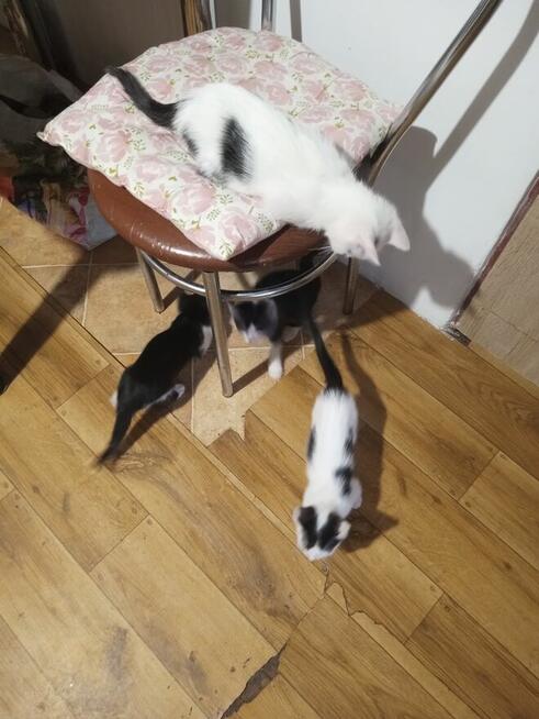Oddam kotki w dobre ręce