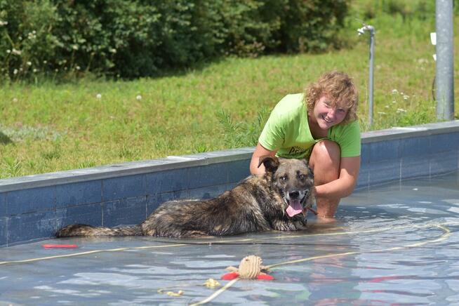 Tobi - w typie Owczarek niemiecki; uwielbia spacery i wodę