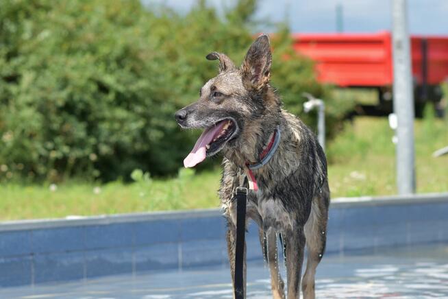 Tobi - w typie Owczarek niemiecki; uwielbia spacery i wodę