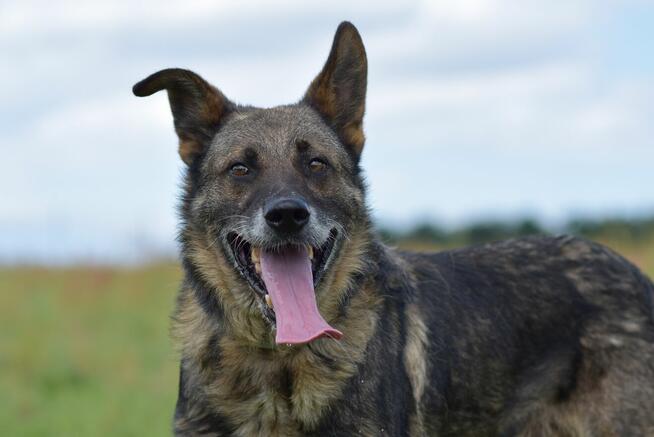 Tobi - w typie Owczarek niemiecki; uwielbia spacery i wodę