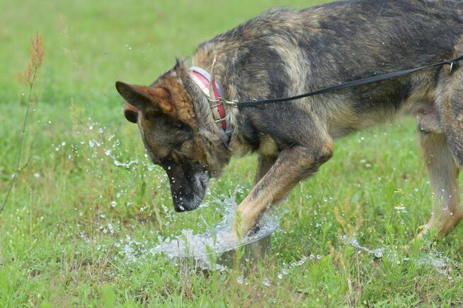 Tobi - w typie Owczarek niemiecki; uwielbia spacery i wodę