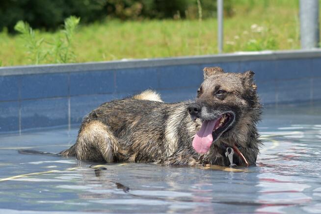 Tobi - w typie Owczarek niemiecki; uwielbia spacery i wodę