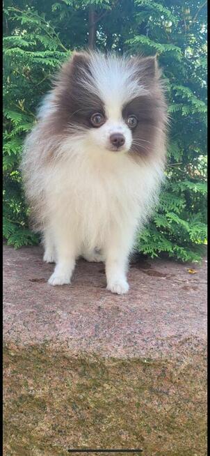 Pomeranian