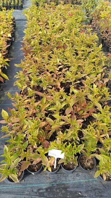 Krzewuszka Brigiella w doniczkach p9