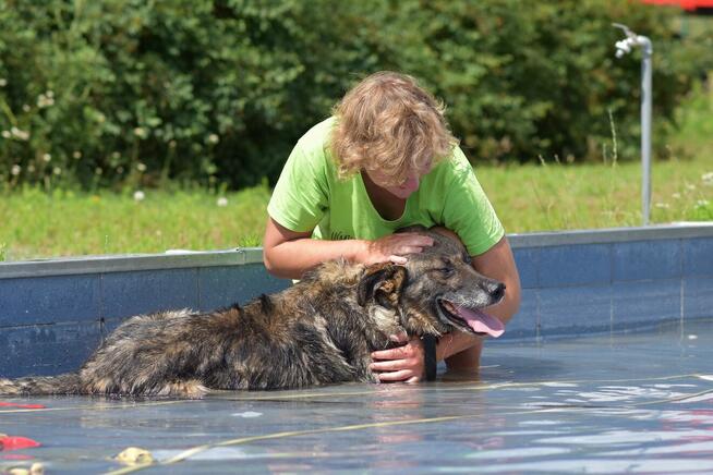 Tobi - w typie Owczarek niemiecki; uwielbia spacery i wodę