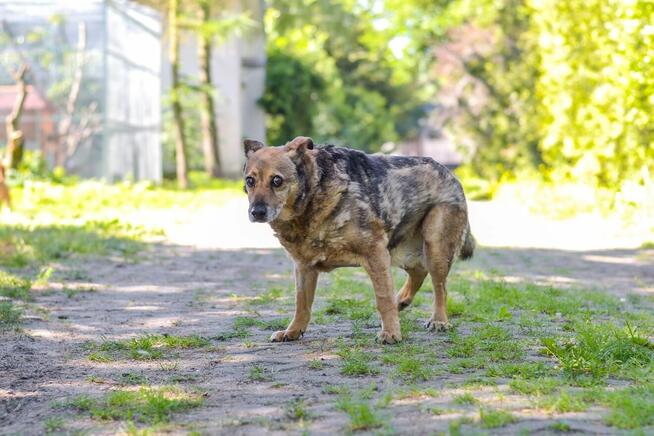 Diesel-bury, niewidzialny psiak czeka ba wyrozumiały dom