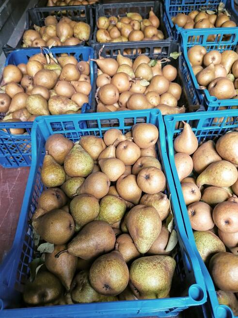 Jabłka i gruszki tanio sprzedam tel.515514800