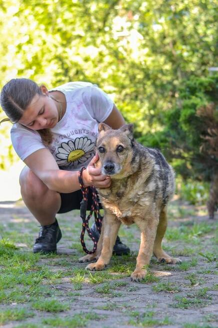 Diesel-bury, niewidzialny psiak czeka ba wyrozumiały dom