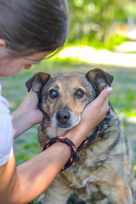 Diesel-bury, niewidzialny psiak czeka ba wyrozumiały dom