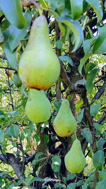 Jabłka i gruszki tanio sprzedam tel.515514800