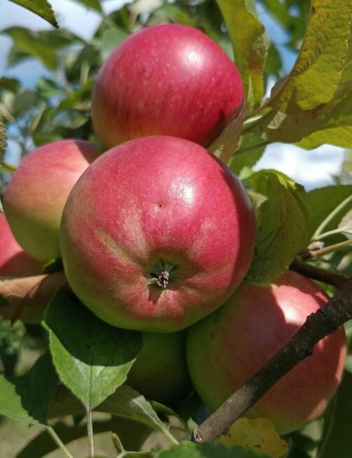 Jabłka i gruszki tanio sprzedam tel.515514800