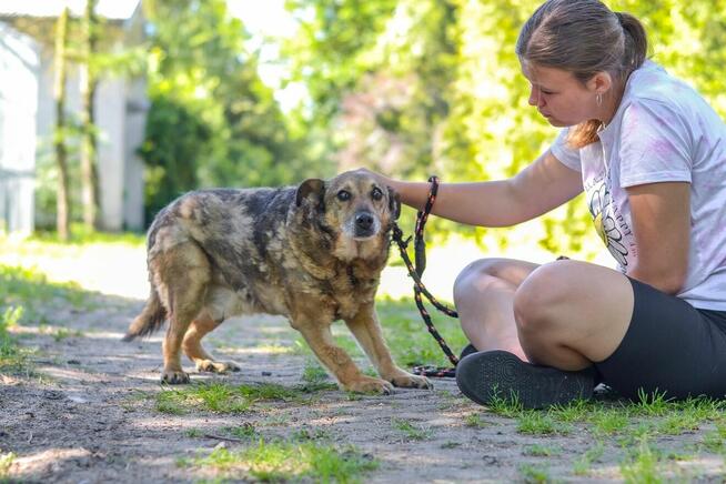 Diesel-bury, niewidzialny psiak czeka ba wyrozumiały dom
