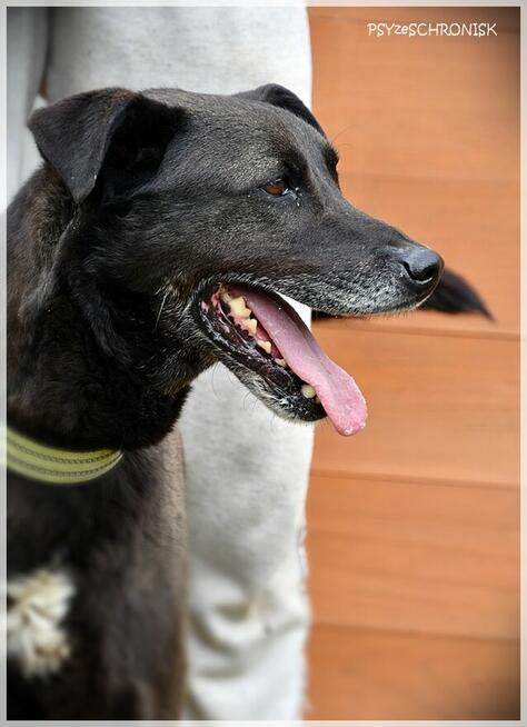 Tolek – tak uśmiechniętej mordki świat nie widział