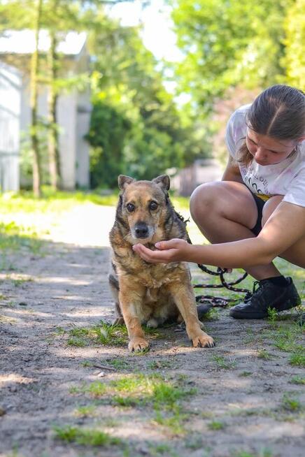 Diesel-bury, niewidzialny psiak czeka ba wyrozumiały dom