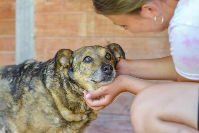 Diesel-bury, niewidzialny psiak czeka ba wyrozumiały dom
