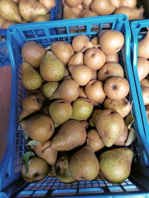 Jabłka i gruszki tanio sprzedam tel.515514800