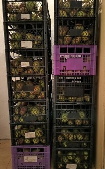 Jabłka i gruszki tanio sprzedam tel.515514800