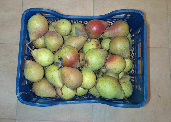Jabłka i gruszki tanio sprzedam tel.515514800