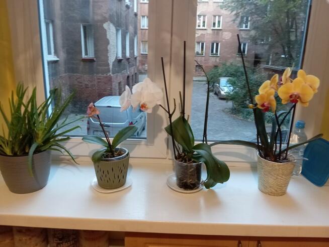 Najem pokoju Szczecin Łękno