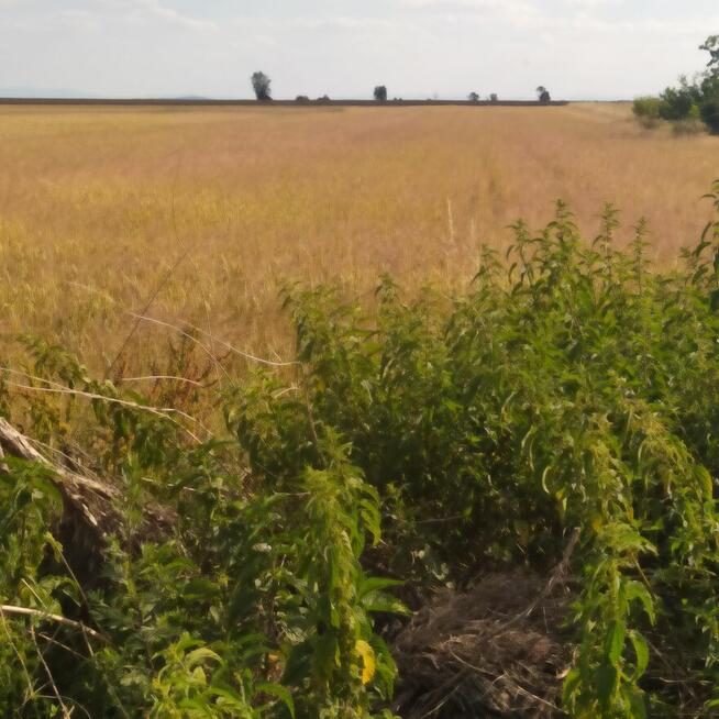 Duża działka w spokojnej miejscowości z potencjałem.!!