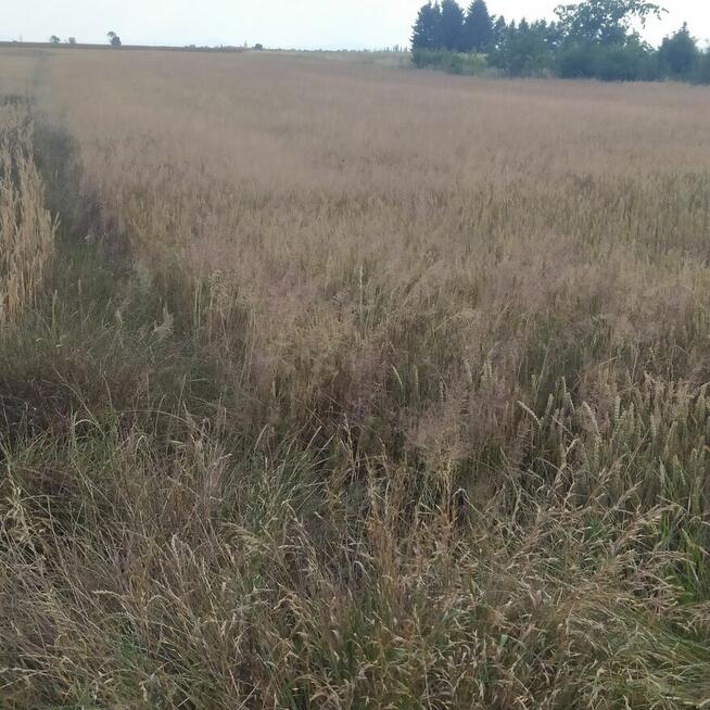 Duża działka w spokojnej miejscowości z potencjałem.!!