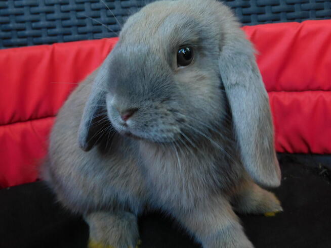 Bezowe baranki mini lop